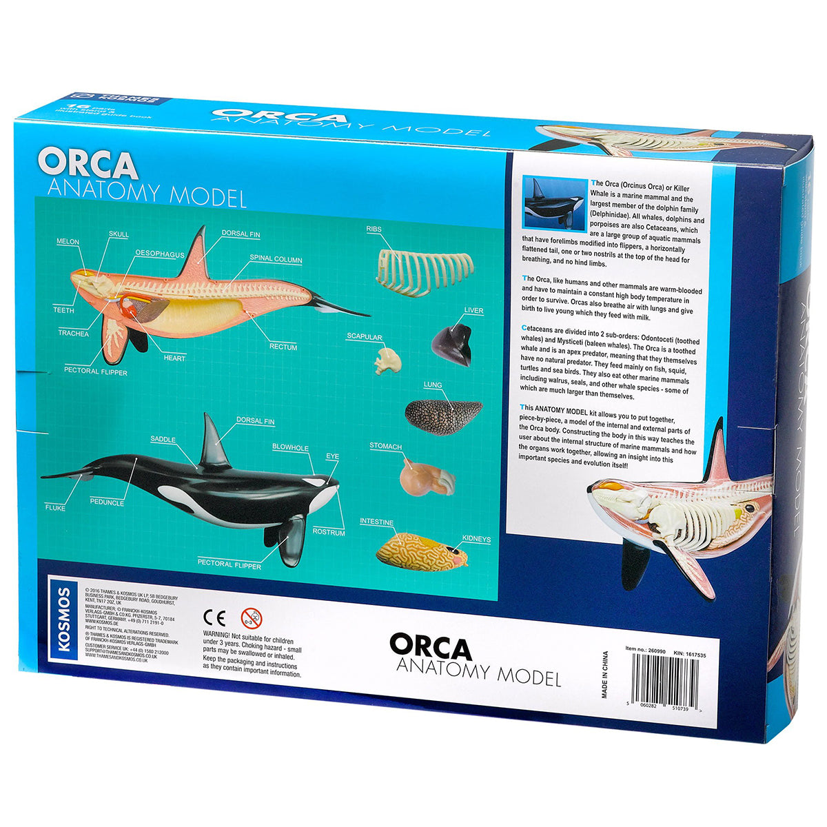 ORCA Anatomy Model
