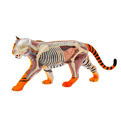 Tiger Anatomy Model