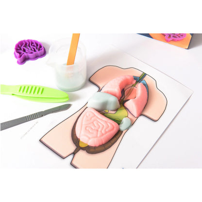 Squishy Organs Science Kit